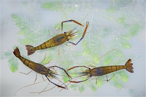 《沼虾》3
