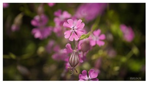 春花烂漫