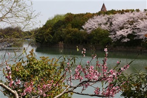 竹外桃花三两枝