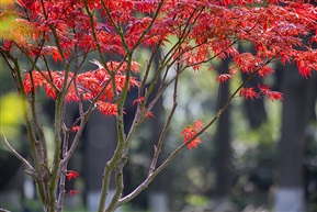  红枫2