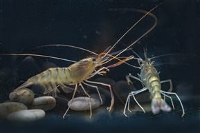 《沼虾》4