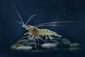 《沼虾》5