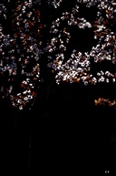 樱花树下