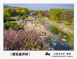 《樱花盛开时》