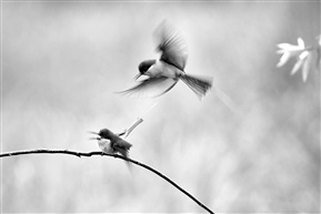 《蓝喉蜂虎》——相斗