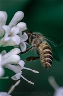 【昆虫记一】