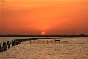 夕阳红