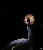 一撮毛