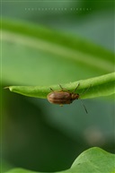 【昆虫记二】