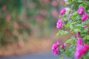 蔷薇