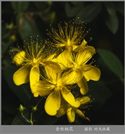 金丝桃花