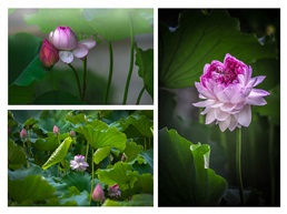 《并蒂莲》