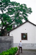 树下老人