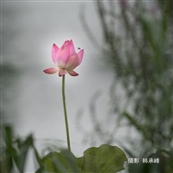孤芳