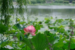 夏荷-太湖美之一