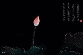 含苞待放