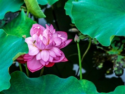 采蜜