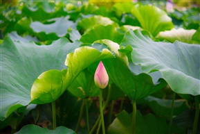 芙蓉出水