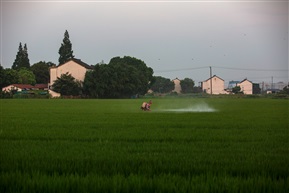 水稻喷药