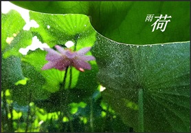 雨荷
