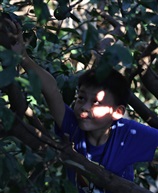 摘青柑的少年