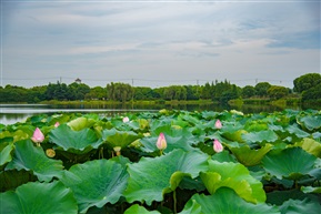 芙蓉出水2