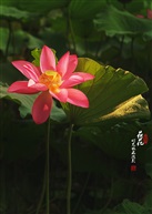 荷花