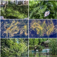 水草