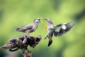 《丝光椋鸟》