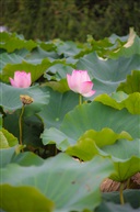 出水芙蓉