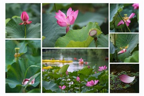 荷花