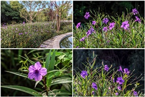 蓝花草