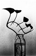 影画
