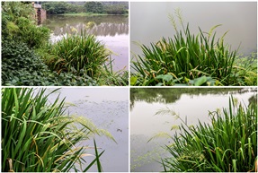 野茭白