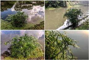 风车草