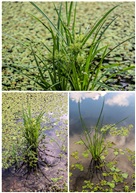 莎草