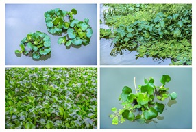 《水葫芦》