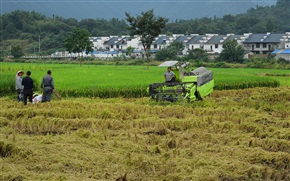 《山村秋收》