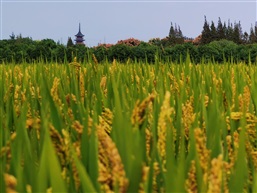 稻香秦峰