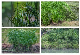 《风车草》