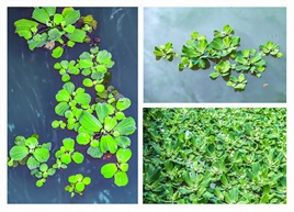 《大薸》（水白菜）