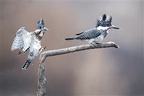 《冠鱼狗——求伴》