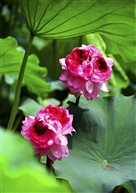 并蒂莲2