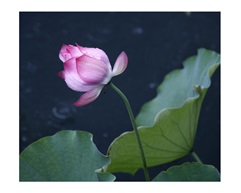 《雨荷》