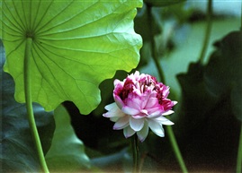 并蒂莲3