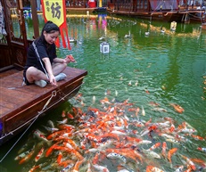 锦鲤