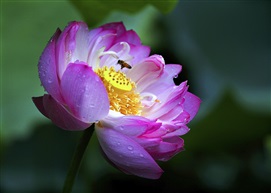 花香蜂自来.