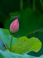 荷蜓