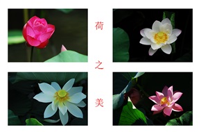 《荷之美》