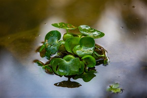 水葫芦